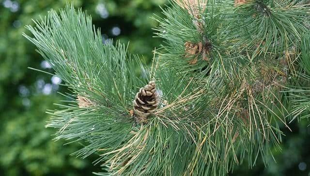What is better than the smell of pine trees in the forest on a winter’s day walk? Pic: Woodland Trust