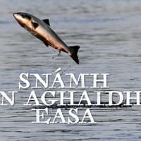 Snámh In Aghaidh Easa: Climate change insight revealed through Wild Atlantic Salmon series on TG4