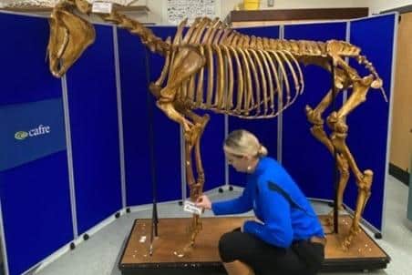 Dr Andrea Emerson, CAFRE Veterinary Lecturer, hosting a live tutorial session for the Anatomy and Physiology module on the online Level 4 CertHE programme.