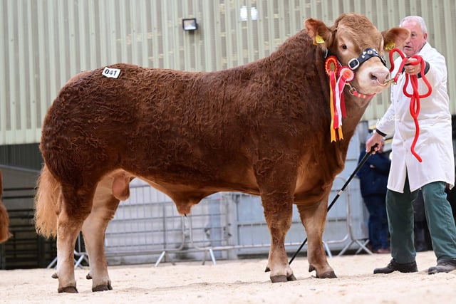 James McKay’s junior and supreme overall champion Ampertaine Teus sold for a record 17,000gns at the British Limousin Society’s regional show and sale in Ballymena. Picture: Alfie Shaw, Agri-Images