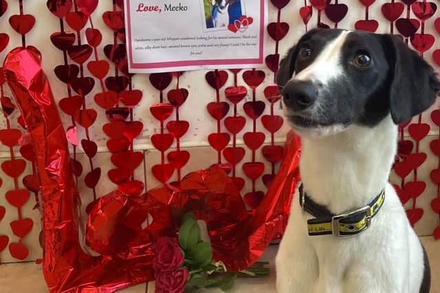 Marvellous Meeko, a two-year-old whippet cross, has both the looks and the charm to melt any heart.
