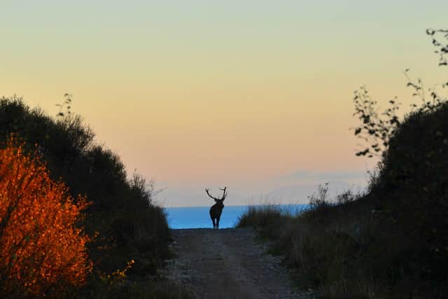 A stag on one of Rona's few roads.