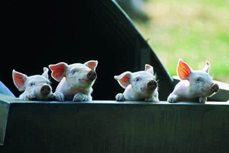 Outdoor piglets are confined to their nursery to begin with to keep them safe. Image: David Mason