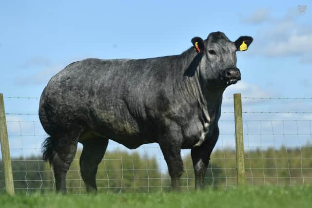 BFF realised £12,500 selling to Ivan Lynn and sons Armoy.