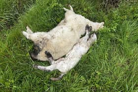 A ewe and lamb dumped on the verge of the Black Bog Road, Dromore