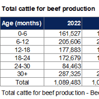 Increased cattle numbers offer encouragement for future supply