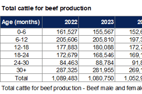 Total cattle for beef production