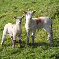 Hunting with dogs Bill - 'We lost 15 lambs in one year to foxes' - Farmer asks for 'sensible decisions to be made'