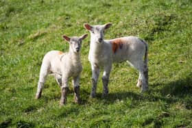 Spring lambs