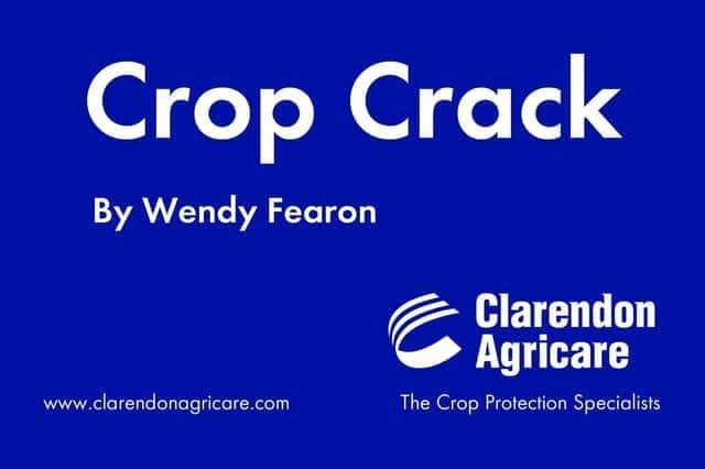 Crop Crack by Wendy Fearon