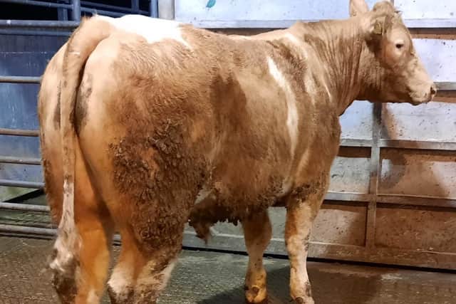 Cattle sale at Downpatrick, Monday 20th March 2023 - Top price on the night was lot 618 a Charolais bullock weighing 618kg that sold to £1,650 for a Downpatrick farmer.