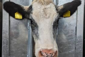 The RSPCA is appealing for information after two calves were killed and others injured in a “wicked” and “unbelievable” overnight farm attack. (Pic: RSPCA)
