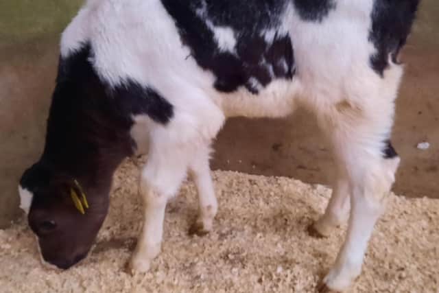 At the drop calf sale held on Saturday 6th May 2023 at Downpatrick Mart, a Portaferry farmer topped the heifer category on the day with lot 615 a Belgian Blue female at 53kg which sold for £220