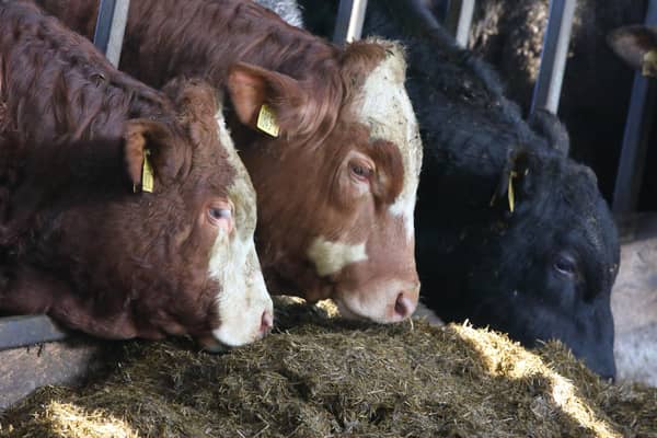 Bluetongue disease is presenting itself as the biggest known risk to the industry in the coming months. (Picture: Cliff Donaldson)