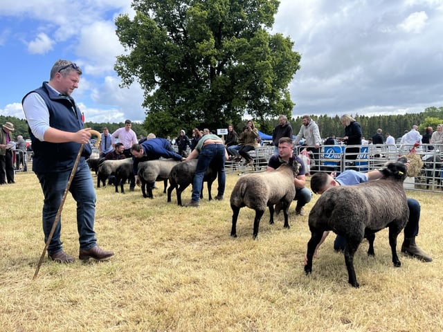 Matthew Burleigh judging a large class of Blue Texels.