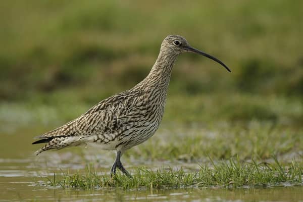 Eurasian Curlew walking in shallow water. (Pic: Andy Hay)