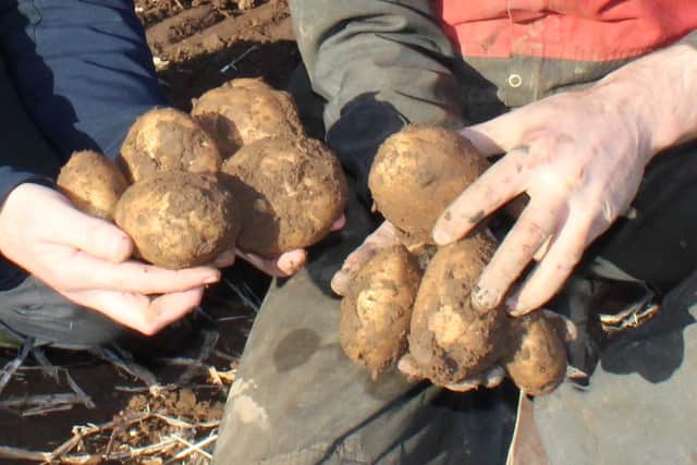 Potatoes. (pic: freelance)