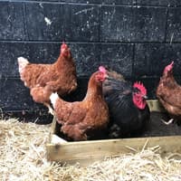 Poultry pet owners reminded to keep birds safe as bird flu returns to UK