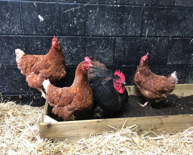 Hens