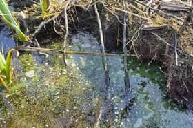 Blue/green algae