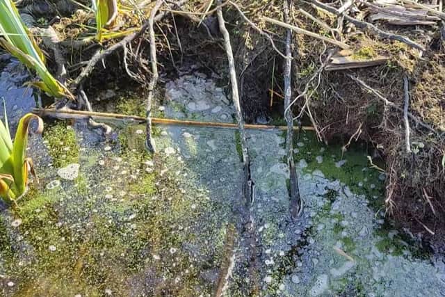 Blue/green algae