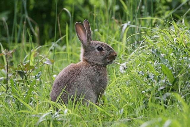 Police in Mid and East Antrim have cautioned three men, following a report of hare coursing in the Glenwherry area of Ballymena