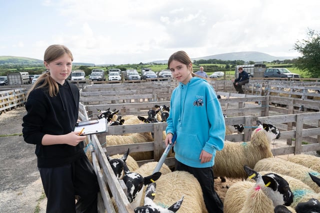 Kate Buchanann and Yvonne Gourley scanning sheep at the Alexander Gourley open air sheep show and sale at Aghanloo on Tuesday morning. Photo Clive Wasson