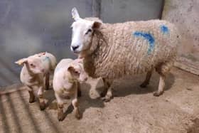At the sheep calf sale which was held at Downpatrick Mart on Saturday 16th March 2024, a Ballynahinch farmer topped the ewe and lamb category on the day with lot 104, a Texel cross ewe with twin Charollais lambs which sold for £295. Picture: Downpatrick Mart