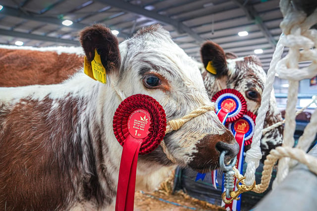 Exceptional livestock was on show across the four-day event.
