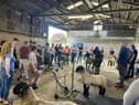 The Northern Ireland Branch of the Suffolk Sheep Society recently held their first Youth Trimming Workshop.