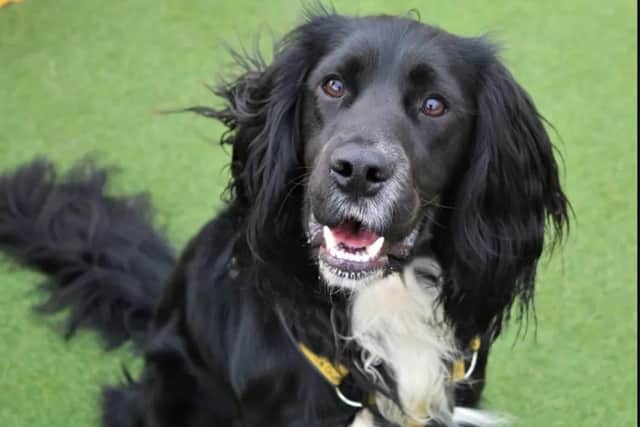 Mo is fantastic with other dogs. (Pic: Dogs Trust)