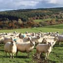 Researchers at Glasgow Caledonian University are to delve into the innovative treatment of wool waste