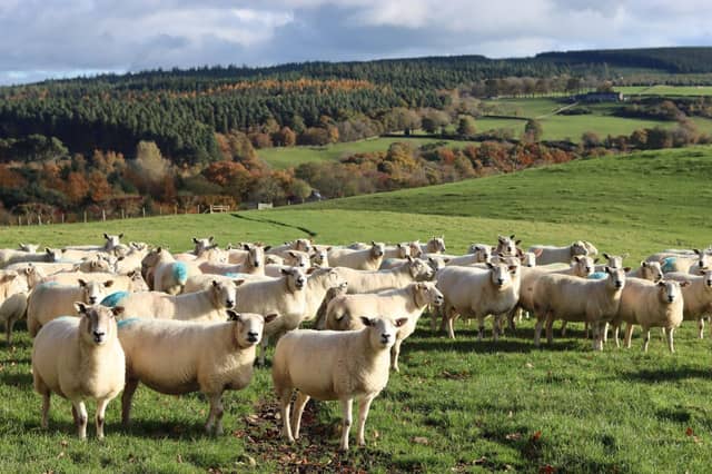 Researchers at Glasgow Caledonian University are to delve into the innovative treatment of wool waste
