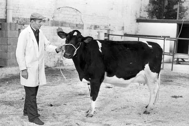 Mr Sam Wilson from Crumlin pictured in January 1983 with one of his prize winning heifers at a breed show and sale which was held at Banbridge by the NI Friesian Breeders Club. Picture: Farming Life/News Letter archives