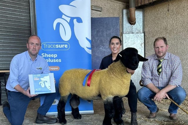 1st Prize Ram Lamb, Overall Champion from Mark Priestley selling for 2500gns - Ballymena 2nd Sale -  Neil Acheson representing Animax.