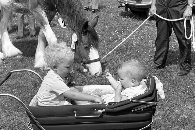 Alan Milliken of Ballymena and his sister Wendy share a bag of crisps at the Ballymena Show in June 1982. Also pictured is the prize winning Clydesdale, the gelding was owner by Mr Armour Kennedy of Cullybackey, Co Antrim. Picture: Farming Life/News Letter archives