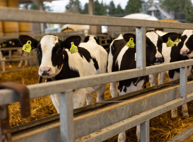 Calves on farm