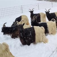 K’s First Valais Blackneck Goat Sale to be Held by H+H