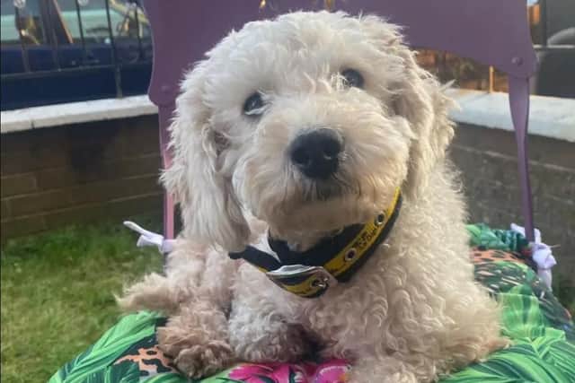 Florence gets along very well with everybody she meets and it doesn't take her long before she is cuddling up with you on the sofa for naptime. Image: Dogs Trust