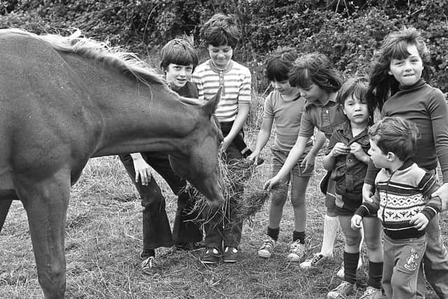 Children from the Warrepoint are of Co Down pictured in August 1980 feeding a foal during a visit to one of the local farms at the Warrenpoint Gala. Picture: News Letter archives/Darryl Armitage