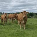 A hidden cost of bovine TB (bTB) is the indirect impact it can have in spreading other infectious  diseases between herds.