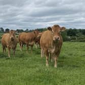 A hidden cost of bovine TB (bTB) is the indirect impact it can have in spreading other infectious  diseases between herds.