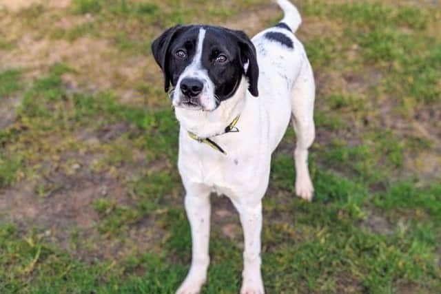 Buddy is a brilliant boy who is waiting for someone to love.