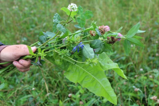 Cover crops can help to reduce weed burdens within arable production systems. (Photo: Freelance)