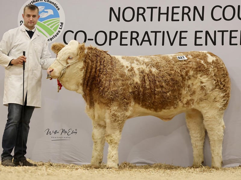 Haystar Dora 3 7000gns