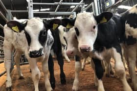 Markets are seeing more calves than ever, with the live sales ring providing a marketplace for all types, breeds and ages of calves, to meet all budgets