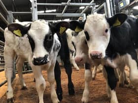 Markets are seeing more calves than ever, with the live sales ring providing a marketplace for all types, breeds and ages of calves, to meet all budgets