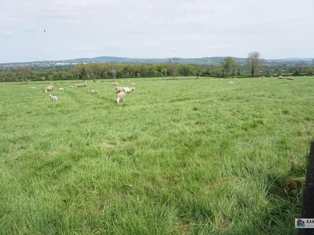 The free draining lands, which are held on either side of the Ballyrobin Road, are mostly of flat, gently sloping topography and present an excellent opportunity to acquire the entire block or, indeed, to purchase part of this substantial holding.