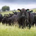 This expansion of the supply chain embraces the very best in Aberdeen Angus genetics to deliver consumer-friendly beef