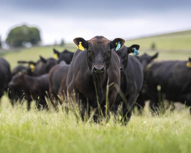 This expansion of the supply chain embraces the very best in Aberdeen Angus genetics to deliver consumer-friendly beef